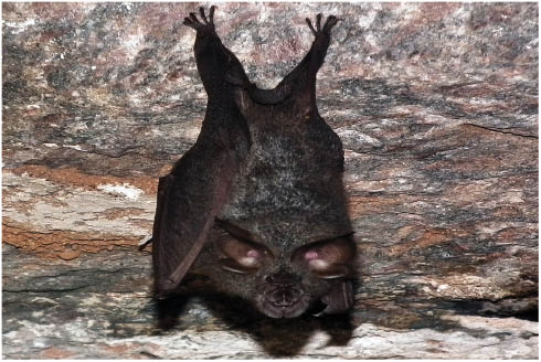 Bats of Kerala