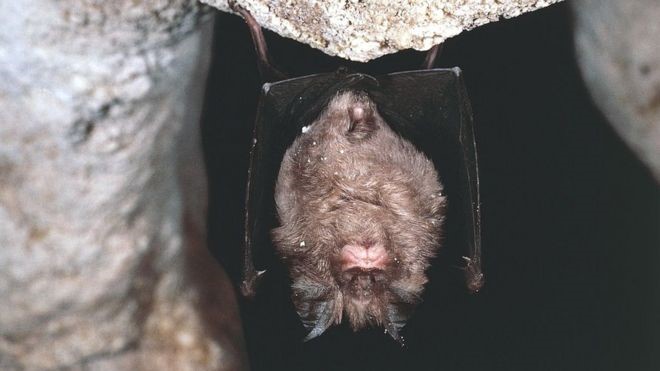 Bats of Kerala